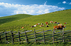 Kühe weiden auf einer Weide