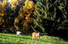 Zwei Kühe auf einer Wiese umgeben vom Wald