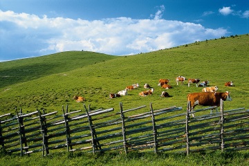 Almgebiet Naturpark Almenland mit Kühen auf der Weide und Halterzaun