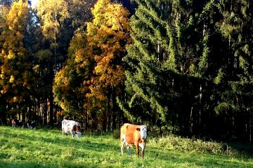 Zwei Kühe auf einer Wiese umgeben vom Wald
